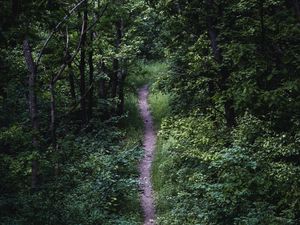 Preview wallpaper trail, trees, leaves, bushes, nature