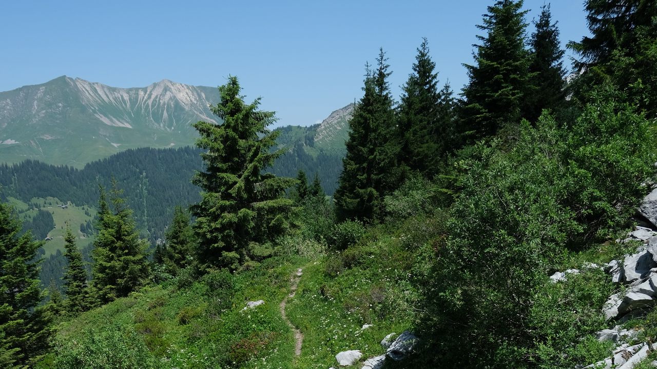 Wallpaper trail, trees, mountains, grass