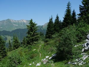 Preview wallpaper trail, trees, mountains, grass