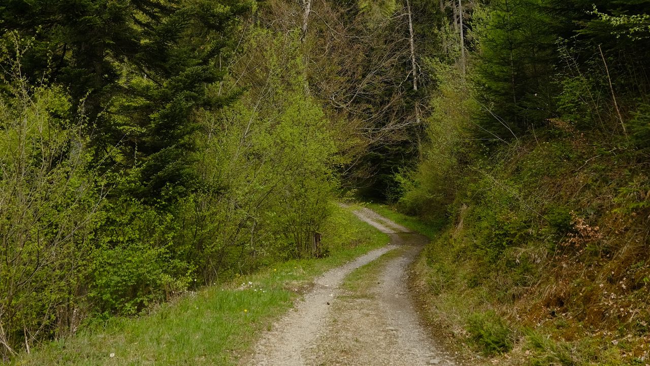 Wallpaper trail, trees, mountains, nature, landscape