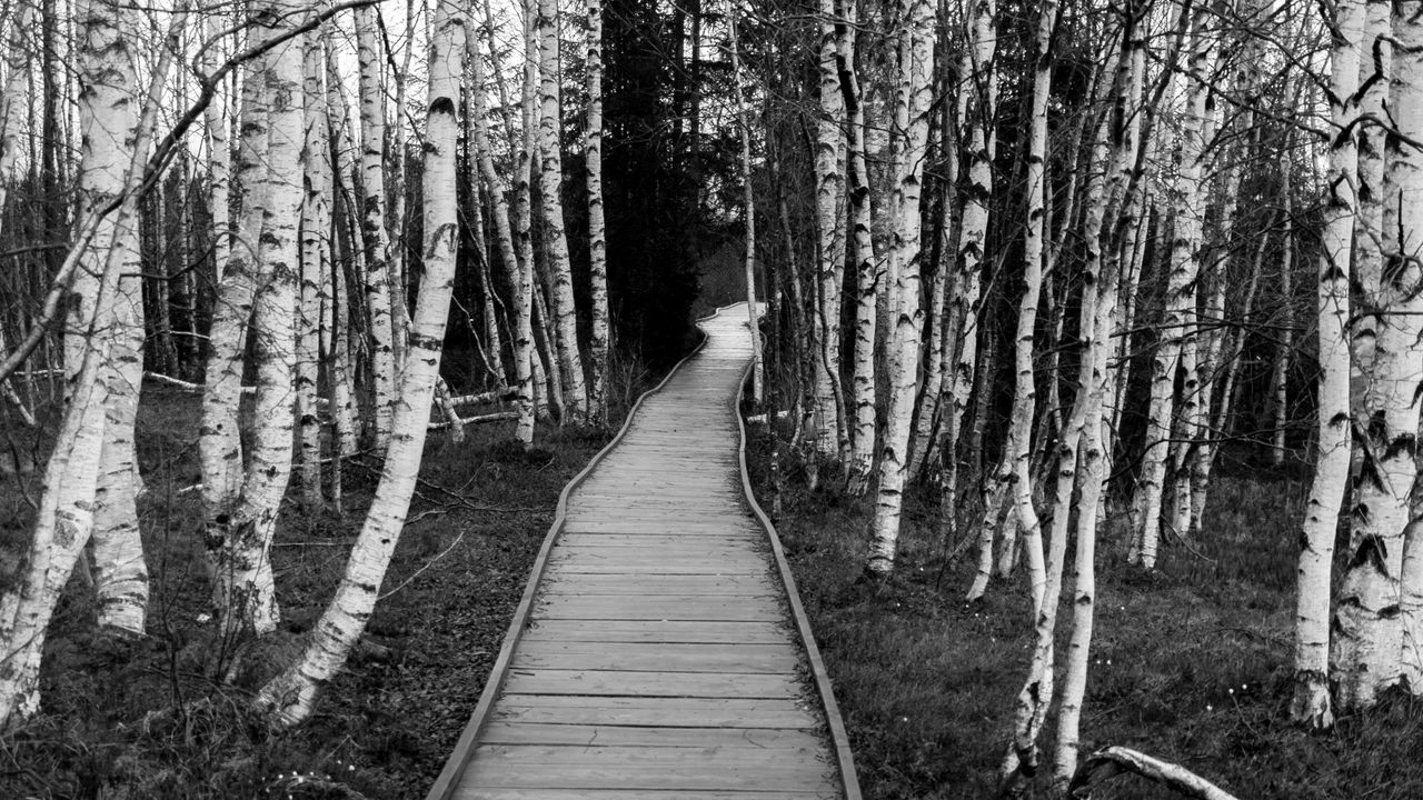 Wallpaper trail, trees, nature, black and white