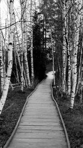 Preview wallpaper trail, trees, nature, black and white