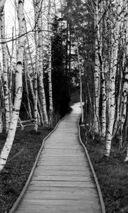 Preview wallpaper trail, trees, nature, black and white