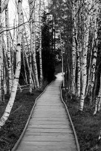 Preview wallpaper trail, trees, nature, black and white