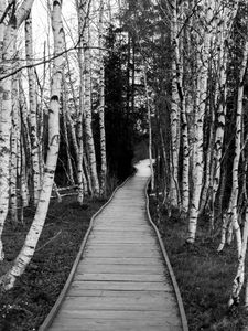 Preview wallpaper trail, trees, nature, black and white