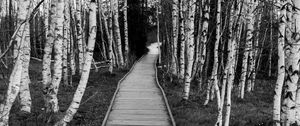 Preview wallpaper trail, trees, nature, black and white