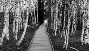 Preview wallpaper trail, trees, nature, black and white