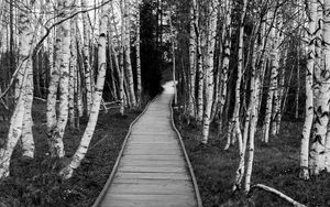 Preview wallpaper trail, trees, nature, black and white