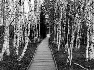 Preview wallpaper trail, trees, nature, black and white