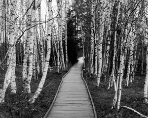 Preview wallpaper trail, trees, nature, black and white