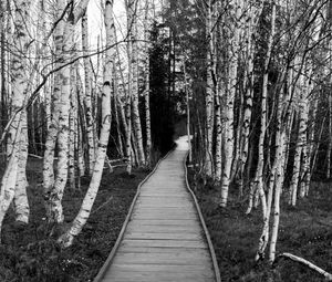 Preview wallpaper trail, trees, nature, black and white