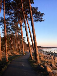 Preview wallpaper trail, trees, shore, stones, sea