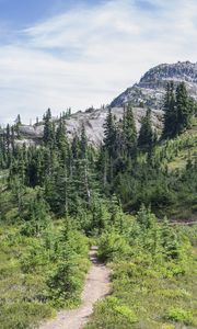 Preview wallpaper trail, trees, slope, mountain