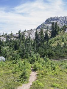 Preview wallpaper trail, trees, slope, mountain