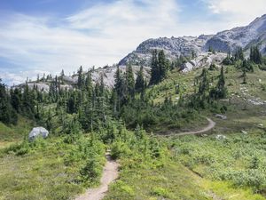 Preview wallpaper trail, trees, slope, mountain