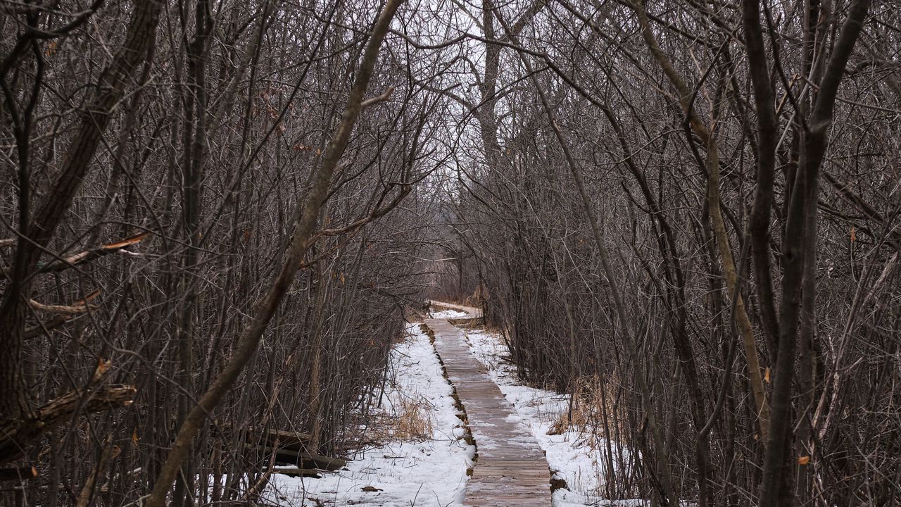 Wallpaper trail, trees, snow, winter