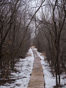 Preview wallpaper trail, trees, snow, winter