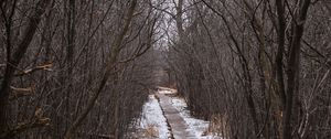 Preview wallpaper trail, trees, snow, winter