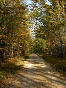 Preview wallpaper trail, trees, summer