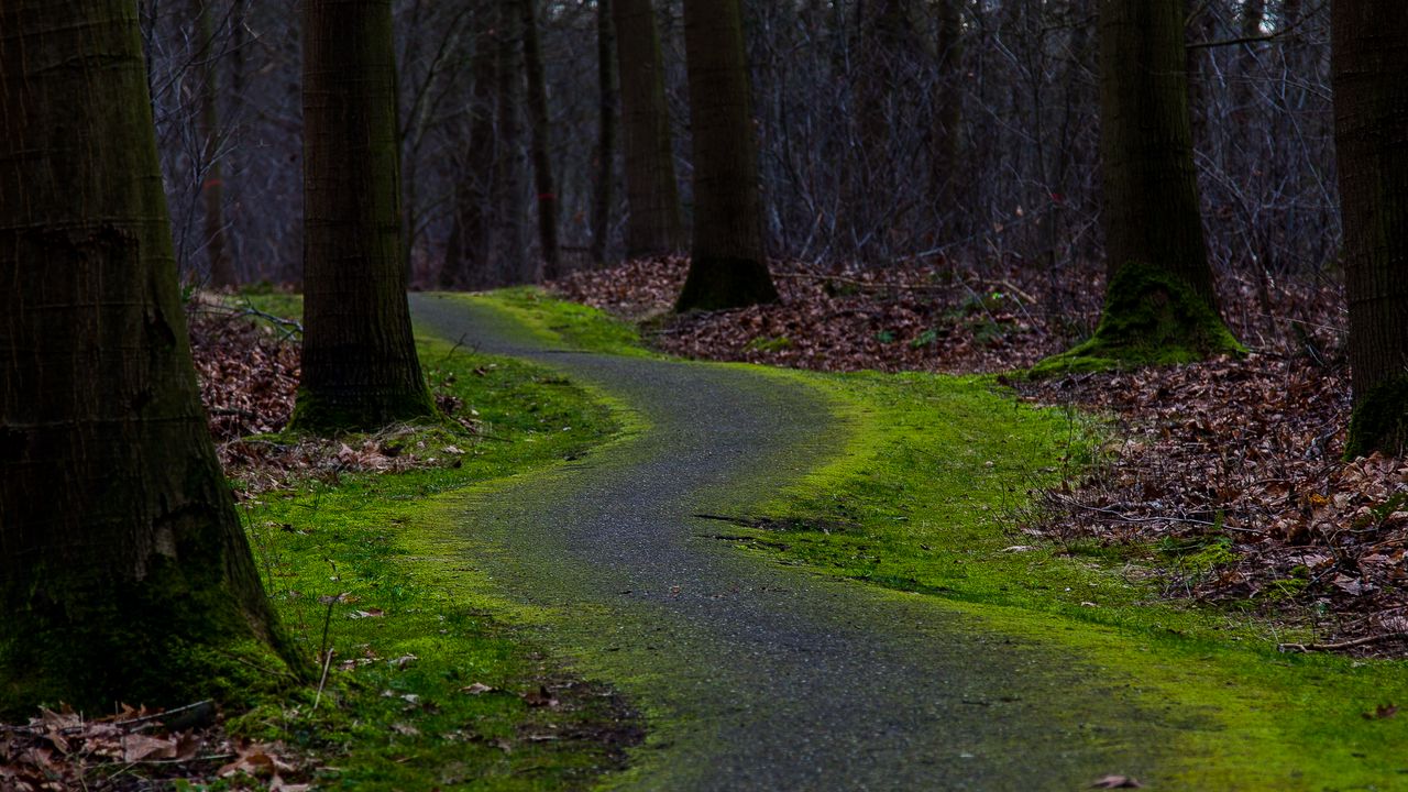 Wallpaper trail, turn, trees, forest, nature