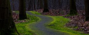 Preview wallpaper trail, turn, trees, forest, nature
