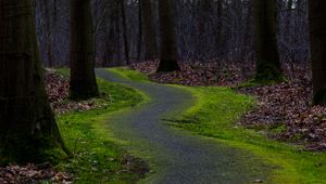 Preview wallpaper trail, turn, trees, forest, nature