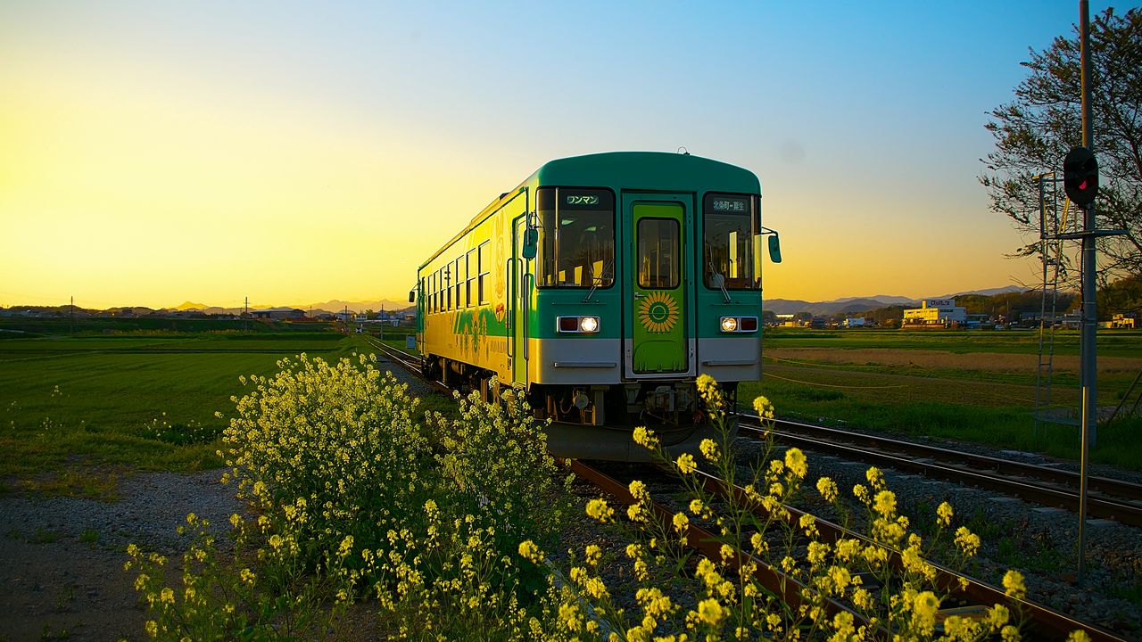Wallpaper train, wagon, railway, flowers, yellow
