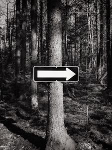 Preview wallpaper tree, arrow, pointer, forest, black and white