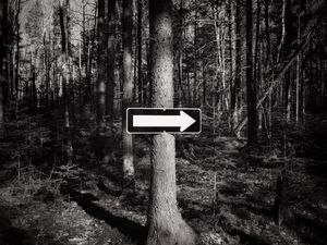 Preview wallpaper tree, arrow, pointer, forest, black and white