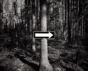 Preview wallpaper tree, arrow, pointer, forest, black and white