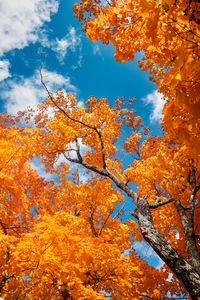 Preview wallpaper tree, autumn, branches, leaves, sky