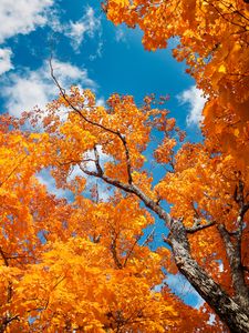 Preview wallpaper tree, autumn, branches, leaves, sky