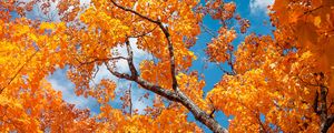 Preview wallpaper tree, autumn, branches, leaves, sky