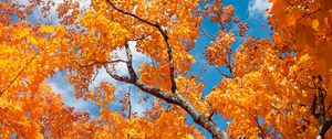 Preview wallpaper tree, autumn, branches, leaves, sky