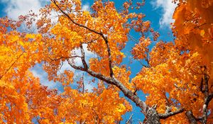 Preview wallpaper tree, autumn, branches, leaves, sky