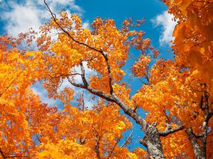 Preview wallpaper tree, autumn, branches, leaves, sky