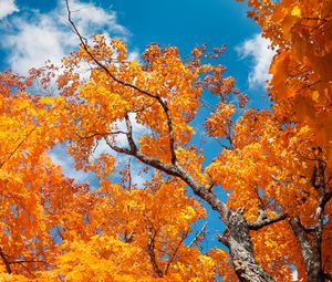 Preview wallpaper tree, autumn, branches, leaves, sky