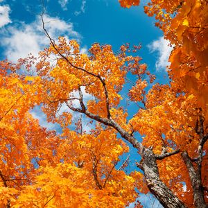 Preview wallpaper tree, autumn, branches, leaves, sky