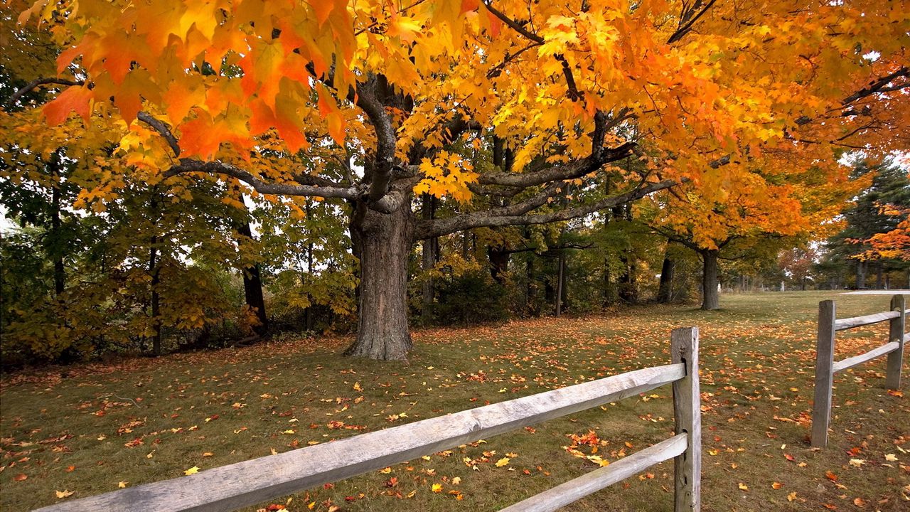Wallpaper tree, autumn, fence, maple, leaf fall