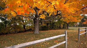 Preview wallpaper tree, autumn, fence, maple, leaf fall