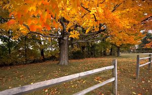 Preview wallpaper tree, autumn, fence, maple, leaf fall