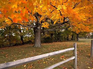 Preview wallpaper tree, autumn, fence, maple, leaf fall