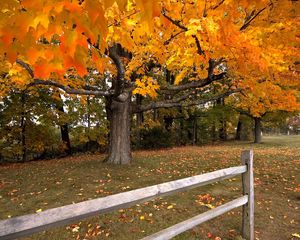 Preview wallpaper tree, autumn, fence, maple, leaf fall