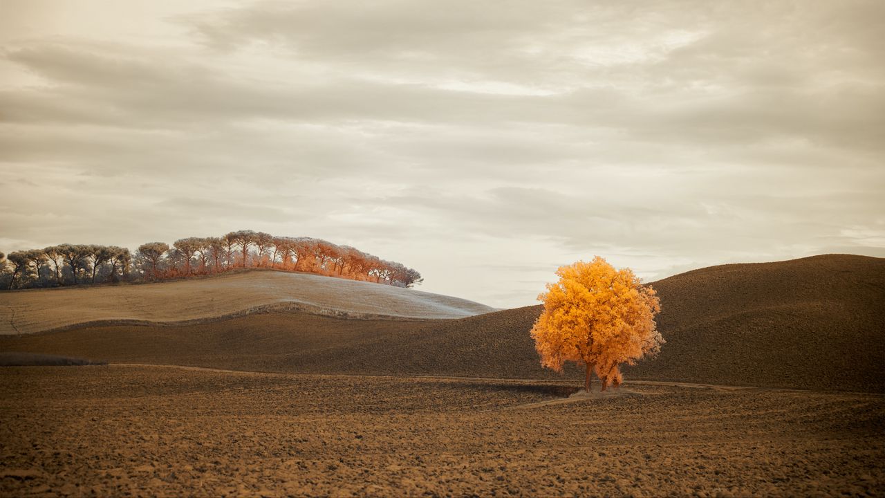 Wallpaper tree, autumn, field, horizon