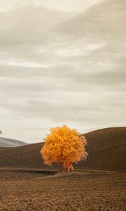 Preview wallpaper tree, autumn, field, horizon