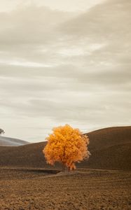 Preview wallpaper tree, autumn, field, horizon