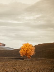 Preview wallpaper tree, autumn, field, horizon
