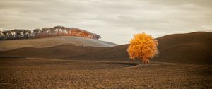 Preview wallpaper tree, autumn, field, horizon