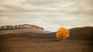 Preview wallpaper tree, autumn, field, horizon