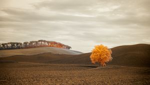 Preview wallpaper tree, autumn, field, horizon